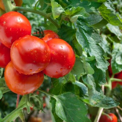 O desafio da boa adubação para culturas do hortifruti