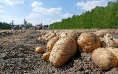 batatas colhidas e dispostas no chão