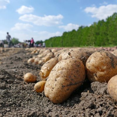 batatas colhidas e dispostas no chão