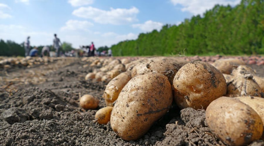 batatas colhidas e dispostas no chão