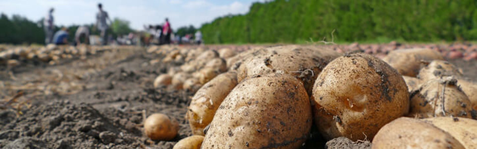 batatas colhidas e dispostas no chão