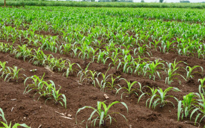 Plantação jovem de cana-de-açúcar