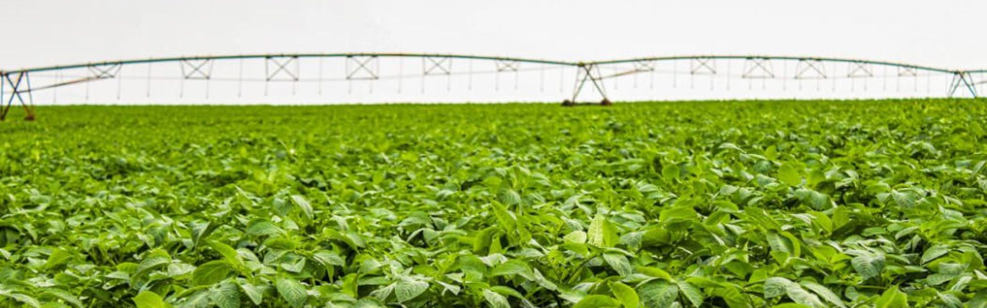 Potássio na Adubação: Imagem de grande plantação