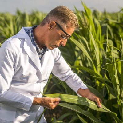 Produtividade das Culturas - homem branco na plantação de milho.