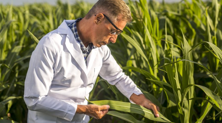 Produtividade das Culturas - homem branco na plantação de milho.