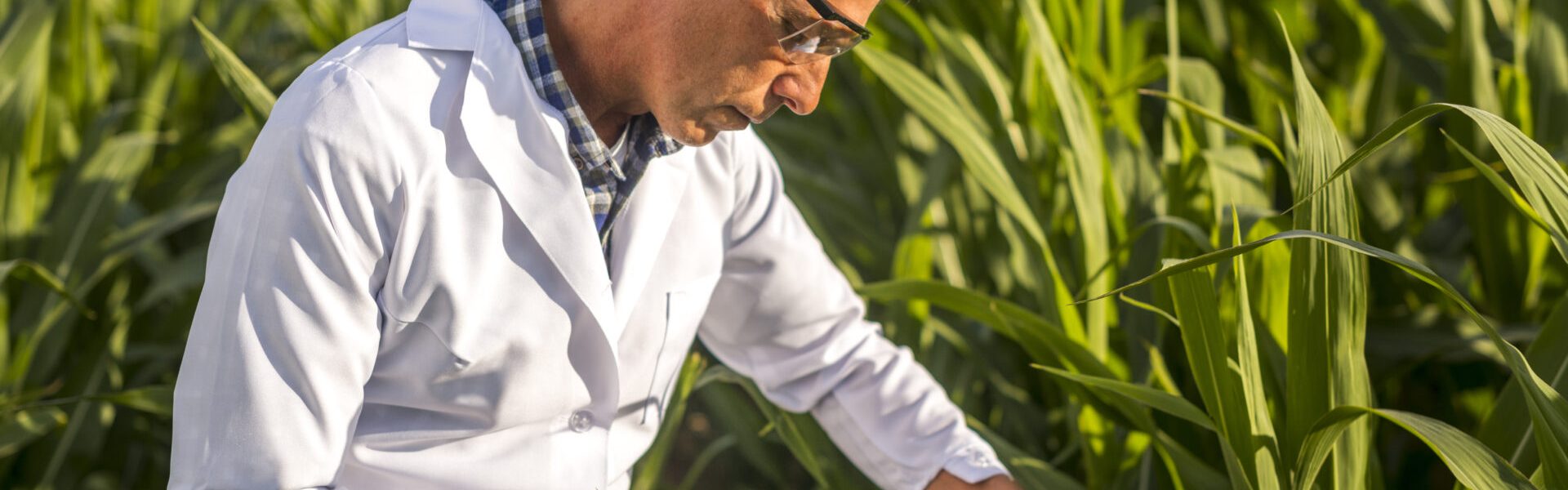 Produtividade das Culturas - homem branco na plantação de milho.