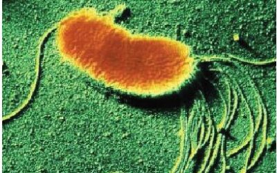 Pseudomonas fluorescens na agricultura