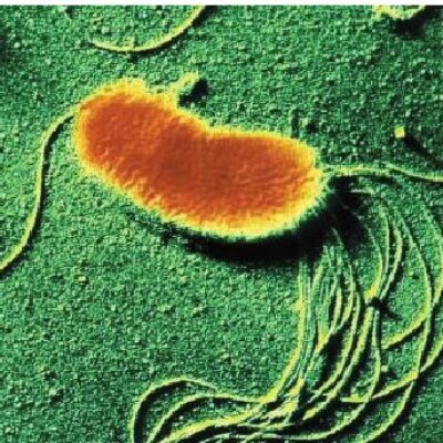 Pseudomonas fluorescens na agricultura
