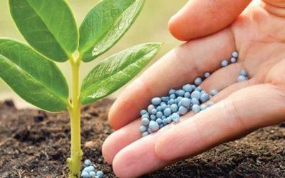Qualidade química e eficiência agronômica de fertilizantes fosfatados acidulados - fertilizante sendo aplicado na planta