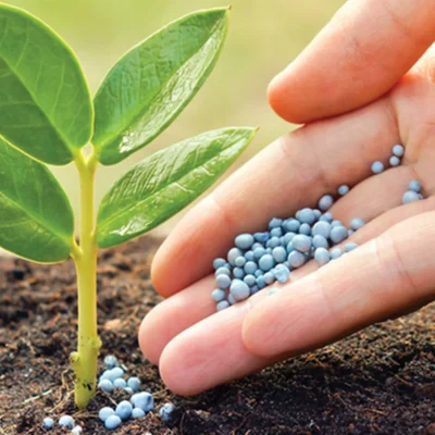 Qualidade química e eficiência agronômica de fertilizantes fosfatados acidulados - fertilizante sendo aplicado na planta
