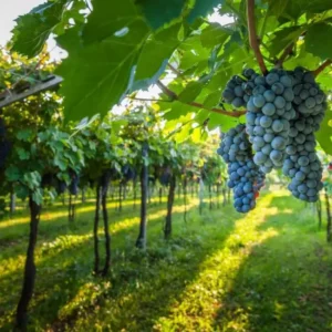 adubação da videira