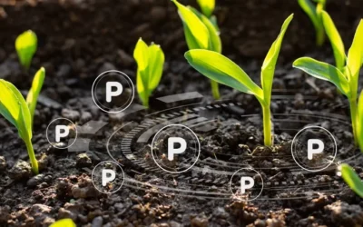 adubação fosfatada para as plantas