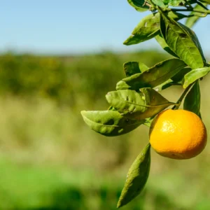 Laranja no pé.