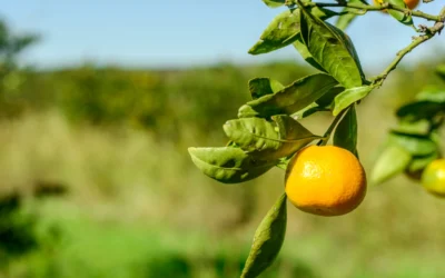 Laranja no pé.