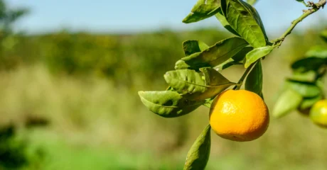 Laranja no pé.