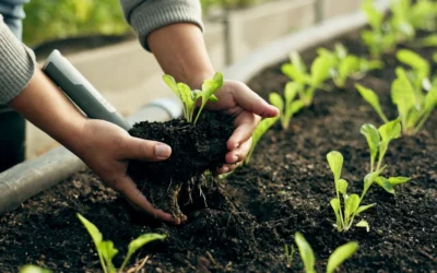 Adubo para fortalecer plantas