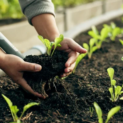 Adubo para fortalecer plantas