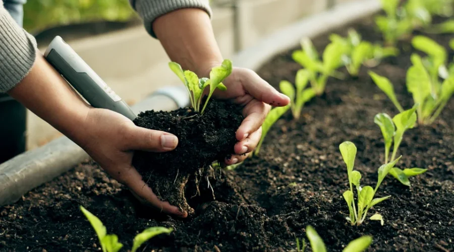 Adubo para fortalecer plantas