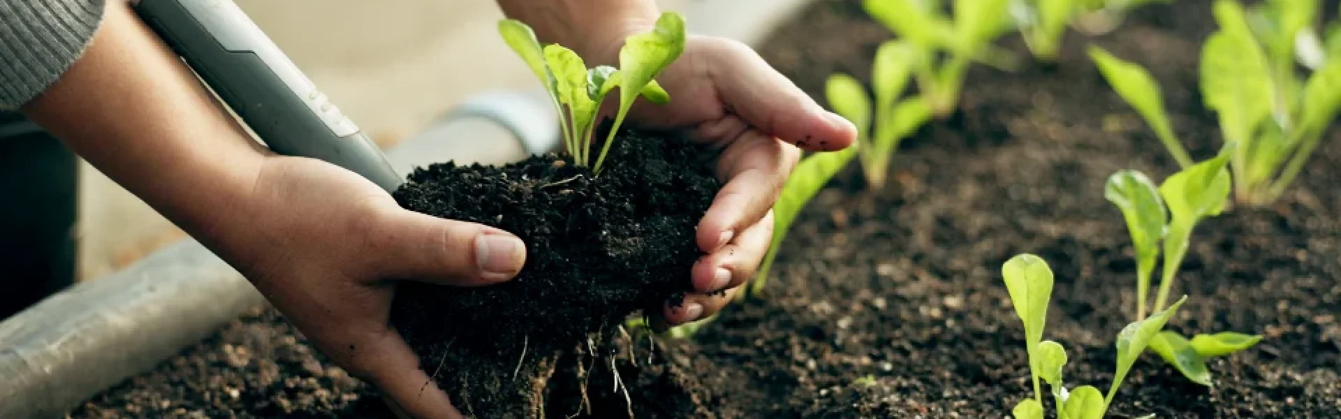 Adubo para fortalecer plantas