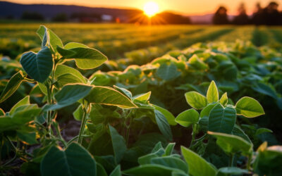 Planta de soja com o por do sol ao fundo.