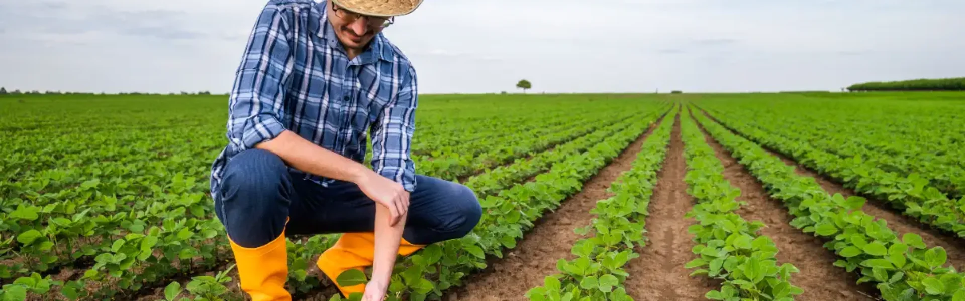 agricultura intensiva