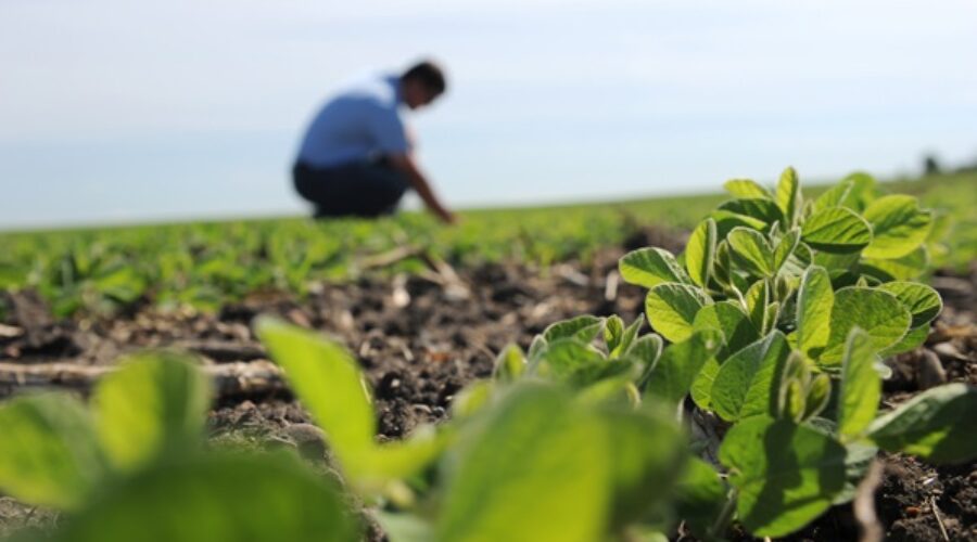 agrônomo no  campo verde