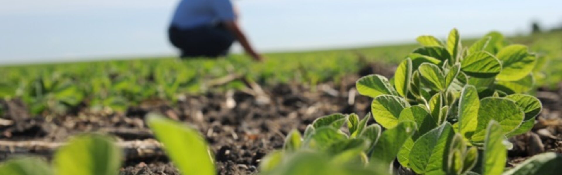 Dia Mundial do Agrônomo: celebre esta data com a Mosaic  