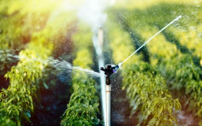 Sistema de irrigação em funcionamento.