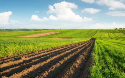 aminoacidos-na-agricultura