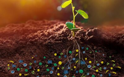 análise metagenômica do solo - muda de planta e microrganismos em sua raiz