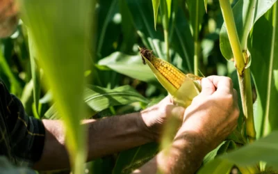 Agricultor colhendo milho com azospirillum