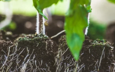 bacillus-licheniformis-beneficios-aplicacoes-agricultura