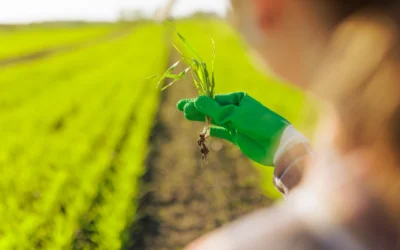 Agricultura verificando como o uso de bactéria na agricultura tem benefícios