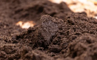 Imagem do solo após pratica com bactérias solubilizadoras de fosfato