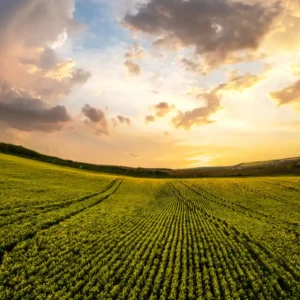 Bioinsumos na agriculura, plantação ilustrativa.