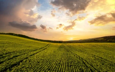 Bioinsumos na agriculura, plantação ilustrativa.