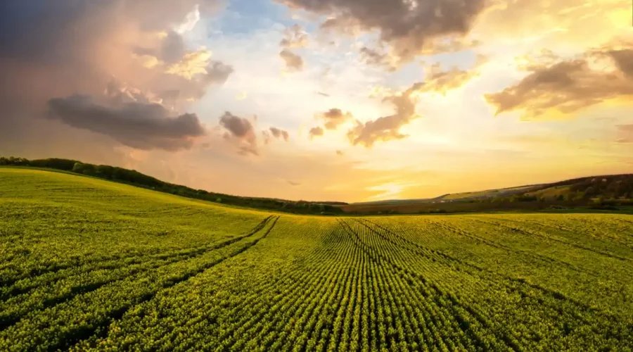 Bioinsumos na agriculura, plantação ilustrativa.