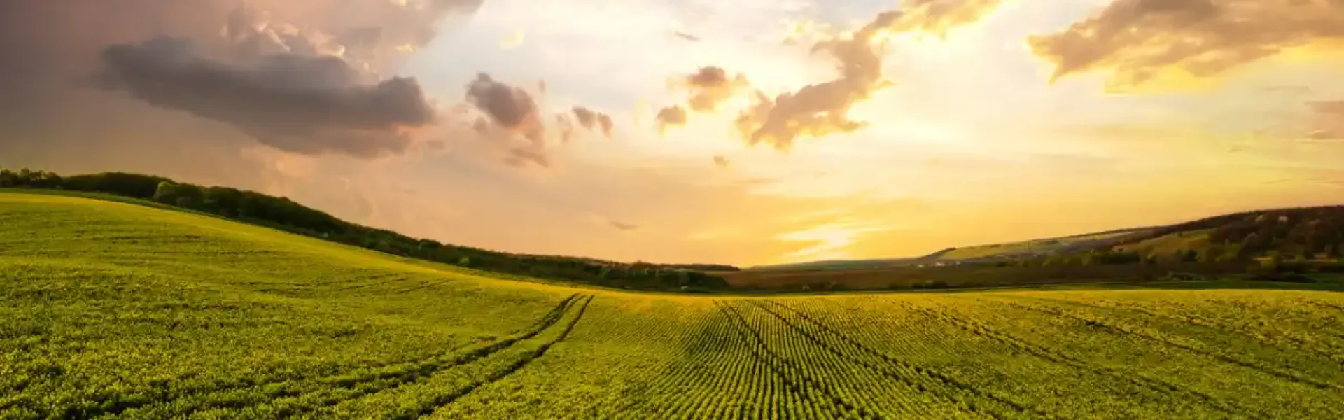 Bioinsumos na agriculura, plantação ilustrativa.