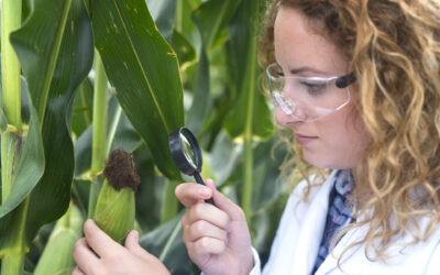 aplicações da biotecnologia na agricultura.