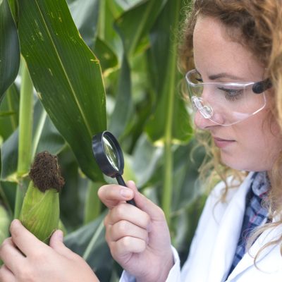 aplicações da biotecnologia na agricultura.