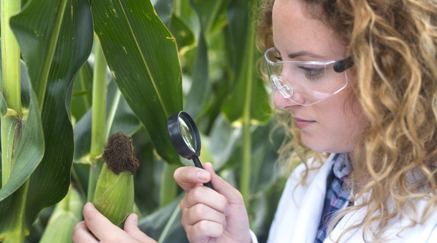 aplicações da biotecnologia na agricultura.