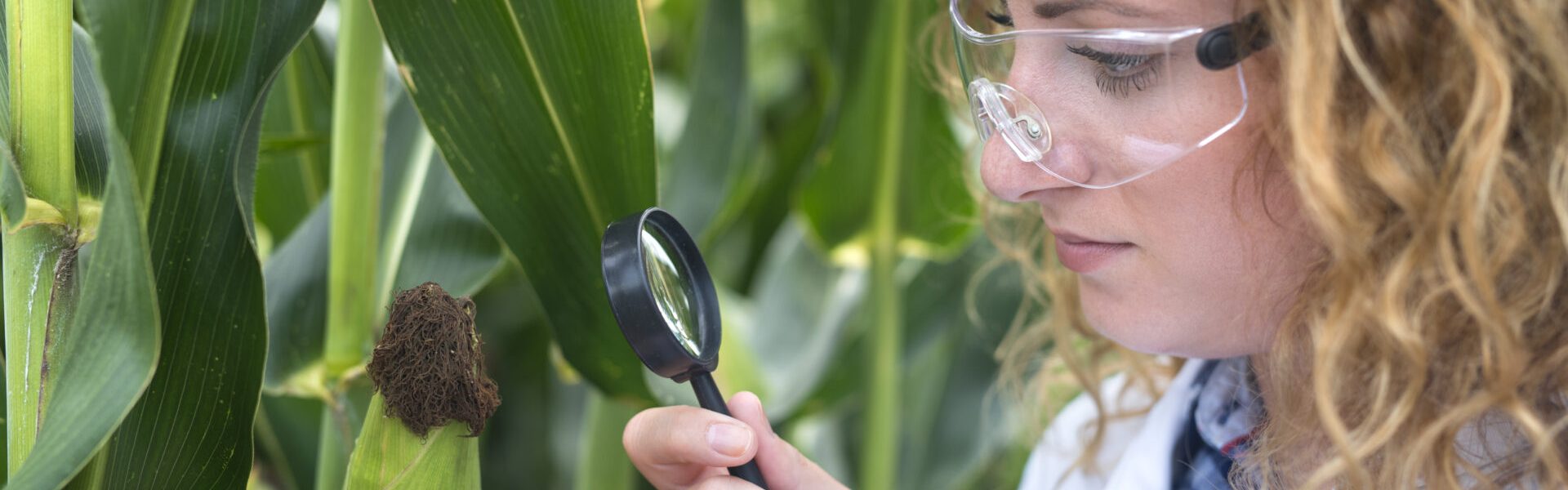 aplicações da biotecnologia na agricultura.