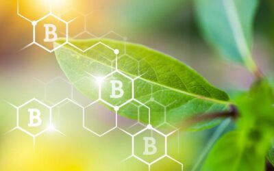boro no sistema solo-planta