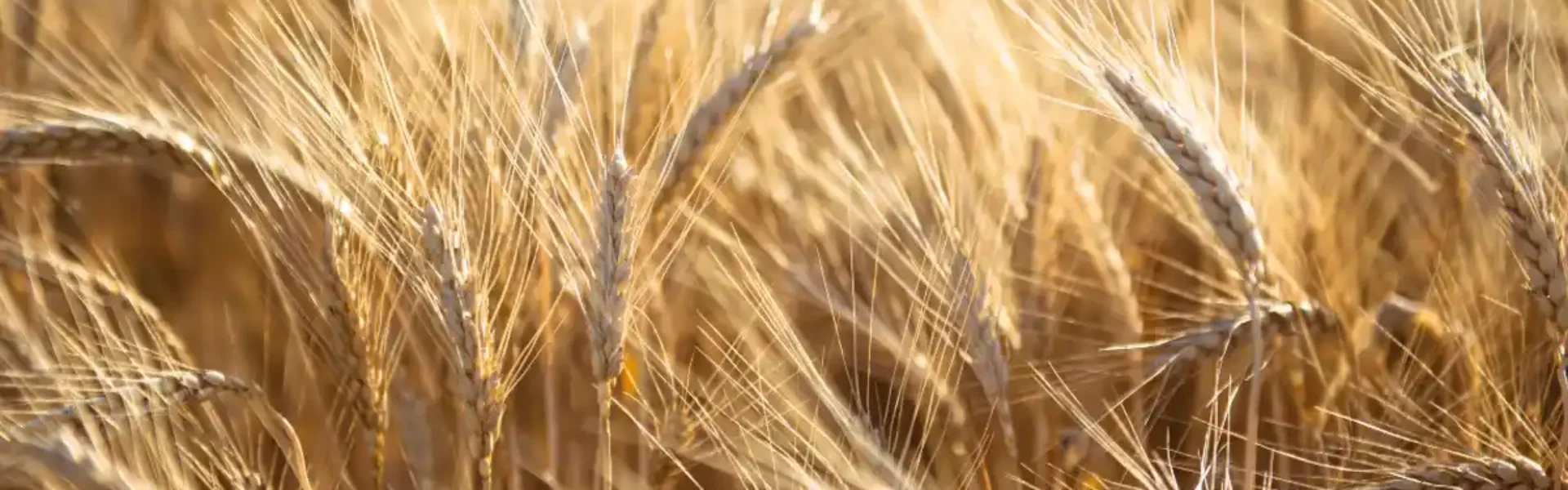 Importância do uso de boro no trigo.