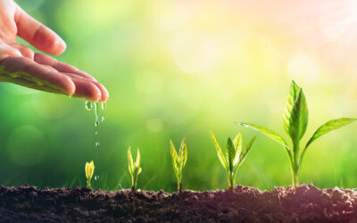 Mão depositando gotas d'água em mudas de planta, sobre fundo verde, representado uso do boro na agricultura.