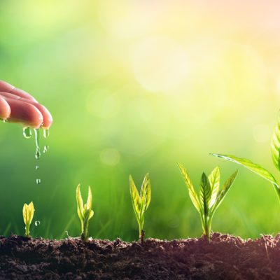 Mão depositando gotas d'água em mudas de planta, sobre fundo verde, representado uso do boro na agricultura.