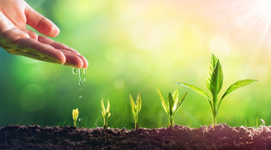 Mão depositando gotas d'água em mudas de planta, sobre fundo verde, representado uso do boro na agricultura.