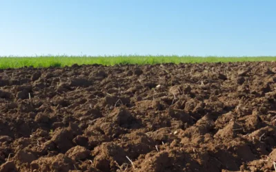 solo que recebeu bradyrhizobium para cuidados