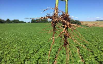 bradyrhizobium japonicum na soja