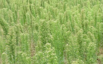 Imagem de várias plantas daninhas, conhecidas como buva.